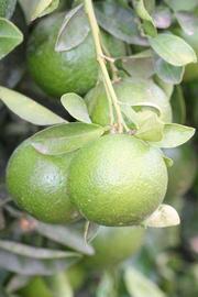            Immature fruit (Riverside, CA)   