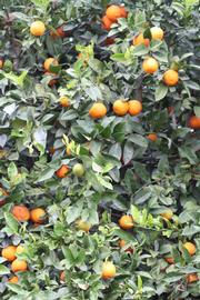            Habit (Riverside, CA)   