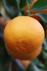            Fruit (Riverside, CA)   