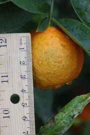            Fruit (Riverside, CA)   