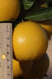            Fruit (Riverside, CA)   