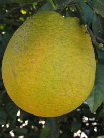            Fruit (Winter Haven, FL)   