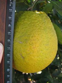            Fruit (Winter Haven, FL)   