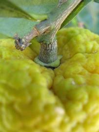            Fruit (Winter Haven, FL)   