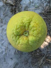            Fruit (Winter Haven, FL)   