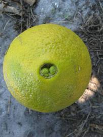            Fruit (Winter Haven, FL)   