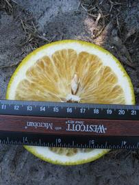            Fruit cross-section (Winter Haven, FL)   