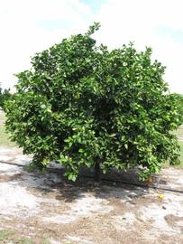            Habit (Winter Haven, FL)   