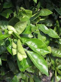              Sun leaves (Winter Haven, FL)       