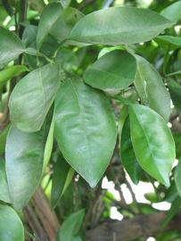              Shade leaves (Winter Haven, FL)       