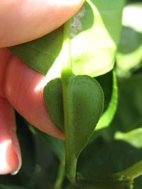              Petiole (Winter Haven, FL)       