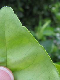              Margin (Winter Haven, FL)       