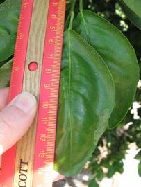              Unifoliolate leaf (Winter Haven, FL)       