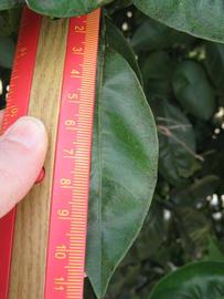              Unifoliolate leaf (Winter Haven, FL)       