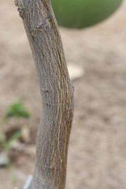            Bark (Riverside, CA)   