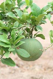              Immature fruit (Riverside, CA)       