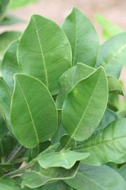              Sun leaves (Riverside, CA)       