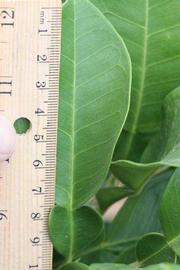              Unifoliolate leaf (Riverside, CA)       