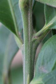            First year twig (Riverside, CA)   