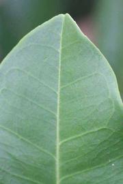              Margin (Riverside, CA)       