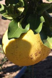            Fruit (Riverside, CA)   