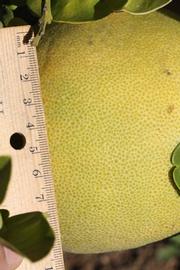            Fruit (Riverside, CA)   