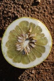            Fruit cross-section (Riverside, CA)   