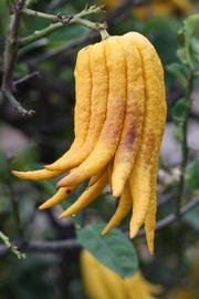            Fruit (Riverside, CA)   