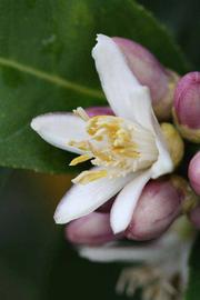              Flower (Riverside, CA)       