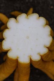            Fruit cross-section (Riverside, CA)   