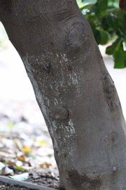              Bark (Schaub, Riverside, CA)       