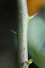              Second - third year twig (Schaub, Riverside, CA)       