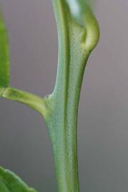            First year twig (Schaub, Riverside, CA)   