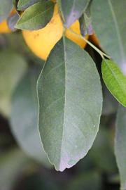            Unifoliolate leaf (Schaub, Riverside, CA)   