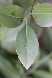            Unifoliolate leaf (Schaub, Riverside, CA)   