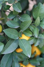            Sun leaves (Schaub, Riverside, CA)   