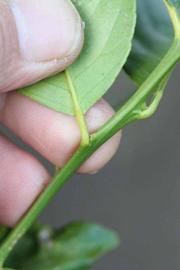              Petiole (Schaub, Riverside, CA)       