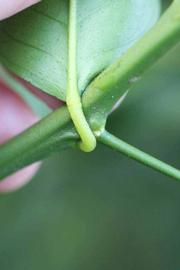              Petiole (Schaub, Riverside, CA)       