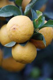            Fruit (Schaub, Riverside, CA)   