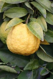            Fruit (Schaub, Riverside, CA)   