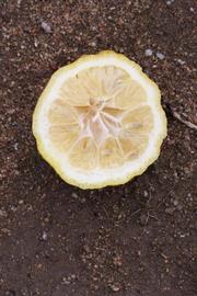            Fruit cross-section (Schaub, Riverside, CA)   