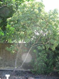            Habit (Winter Haven, FL)   