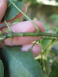            First year twig (Winter Haven, FL)   