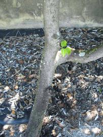            Bark (Winter Haven, FL)      