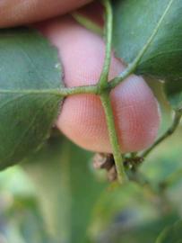              Petiole (Winter Haven, FL)       