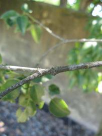              Second - third year twig (Riverside, CA)       