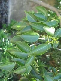              Shade leaves (Winter Haven, FL)       