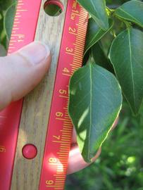              Leaflet (Winter Haven, FL)       