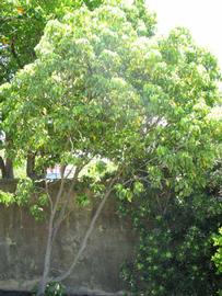            Habit (Winter Haven, FL)   