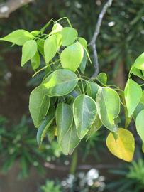              Shade leaves (Winter Haven, FL)       